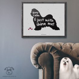Plakat "Keep calm and just shine with me" idealny dla właścicieli psów rasy maltańczyk. Na prezent dla miłośnika zwierząt czy jako gadżet dla wielbiciela psów.